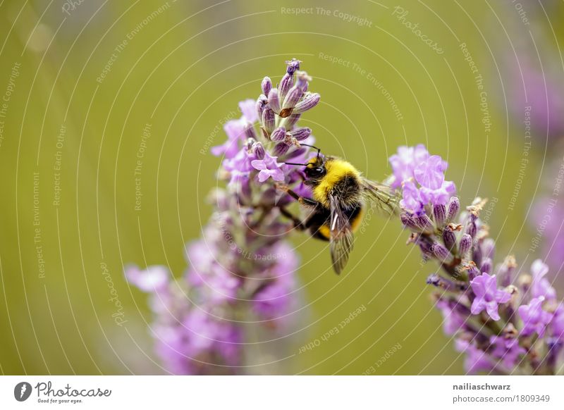Lavendel Sommer Umwelt Natur Pflanze Tier Frühling Klima Blume Blüte Garten Wiese Feld Nutztier Biene Insekt 1 Arbeit & Erwerbstätigkeit Blühend Duft festhalten