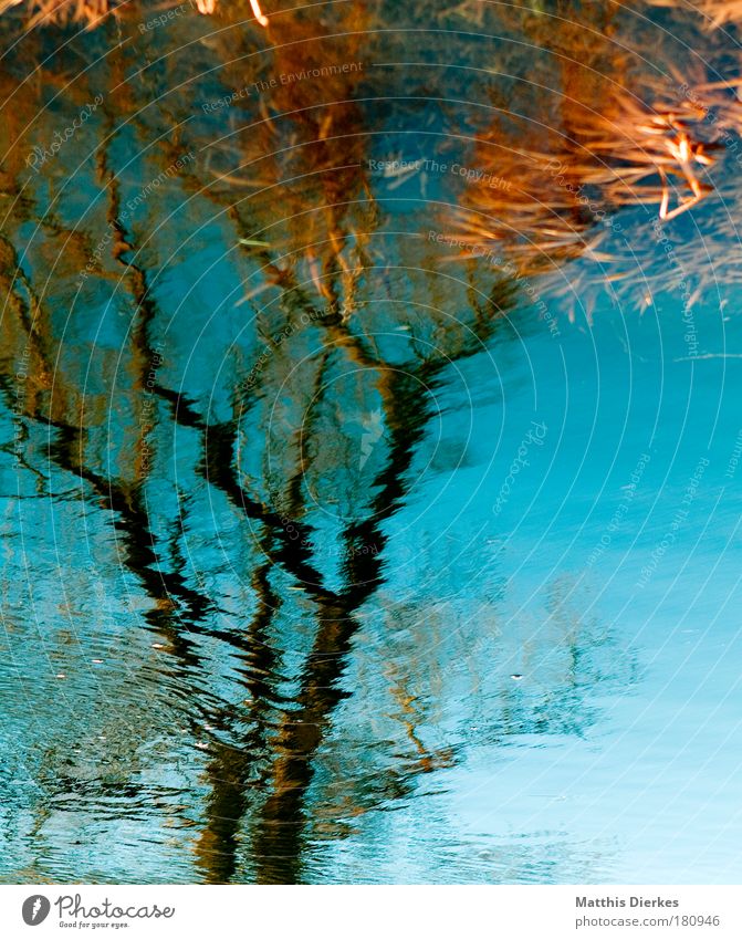 Baum Wasser Fluss Reflexion & Spiegelung Ast Unschärfe unklar Flussufer böschung Surrealismus falsch Natur Eindruck Grundbesitz ländlich Gewässer Geplätscher