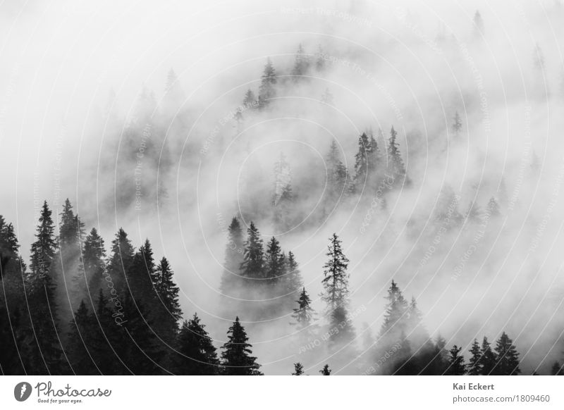 Berge, Wald und Nebel IV Landschaft Pflanze Wolken Wetter Baum Alpen Berge u. Gebirge friedlich ruhig Sehnsucht Einsamkeit Abenteuer Zufriedenheit Freiheit
