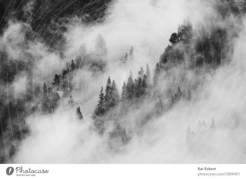 Berge, Wald und Nebel III Natur Landschaft Wolken Wetter Baum Alpen Berge u. Gebirge dunkel kalt Abenteuer Zufriedenheit geheimnisvoll Inspiration Konzentration