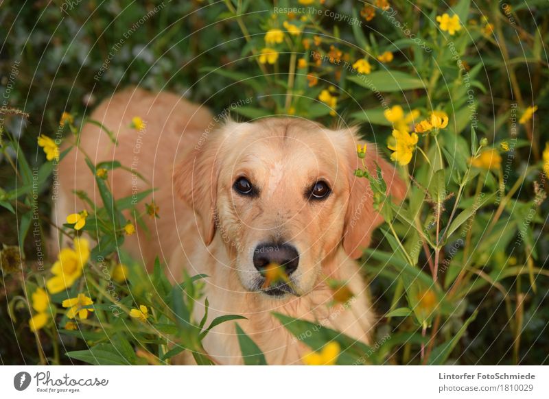 Kulleraugen Natur Tier Haustier Hund Tiergesicht 1 Blick Tierliebe Golden Retriever Blume Farbfoto Außenaufnahme Abend Tierporträt Blick in die Kamera