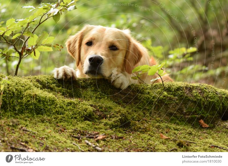 Eine Pause im Grünen... Tier Haustier Hund 1 Tierliebe Golden Retriever Farbfoto Außenaufnahme Nahaufnahme Tierporträt Blick