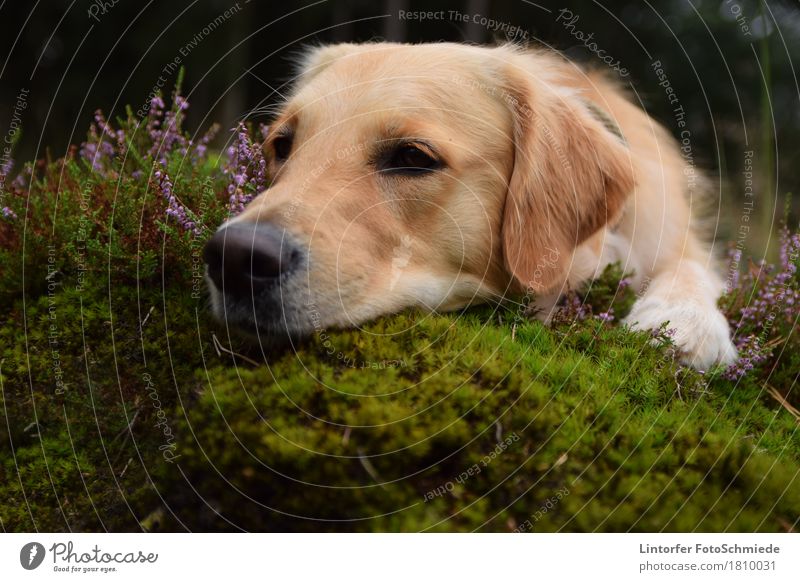 Orly in der Heide Natur Tier Hund 1 Golden Retriever Farbfoto Außenaufnahme