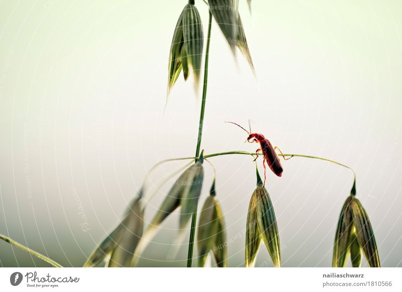 Käfer Pflanze Tier Gras Nutzpflanze Getreide Getreidefeld Feld Wildtier Insekt 1 beobachten krabbeln Blick Fröhlichkeit natürlich Neugier niedlich schön weich