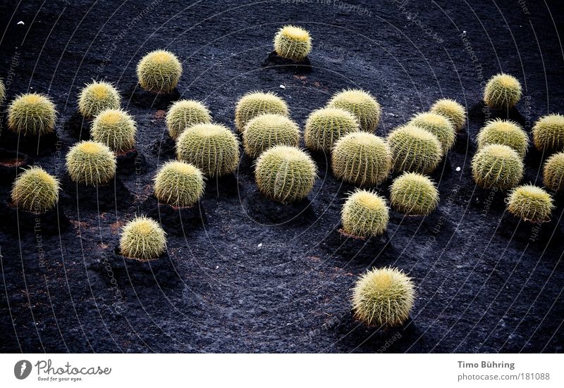 Kakteenlandschaft Farbfoto mehrfarbig Außenaufnahme Menschenleer Textfreiraum oben Textfreiraum unten Tag Weitwinkel Natur Pflanze Erde Kaktus Wildpflanze