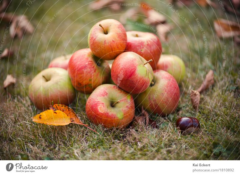 Äpfel, Herbst, Kastanien I Frucht Apfel Blatt Zufriedenheit Geborgenheit Warmherzigkeit Farbe photocase Gras rot gelb grün braun Farbfoto Außenaufnahme