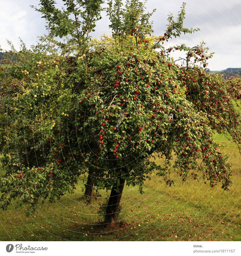 Prima Klima | Fullhouse Landschaft Wolken Herbst Schönes Wetter Pflanze Baum Apfelbaum Ernte Wiese außergewöhnlich gigantisch groß lecker natürlich reich saftig