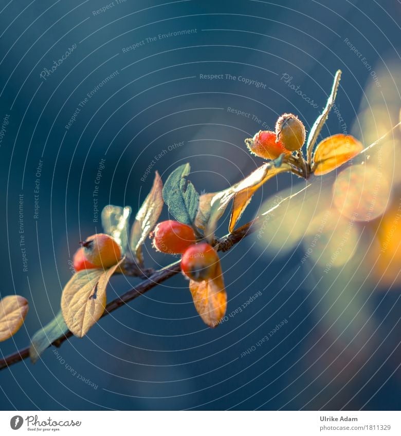Herbst Farben elegant Design Garten Innenarchitektur Dekoration & Verzierung Tapete Bild Leinwand Postkarte Natur Pflanze Sonnenaufgang Sonnenuntergang