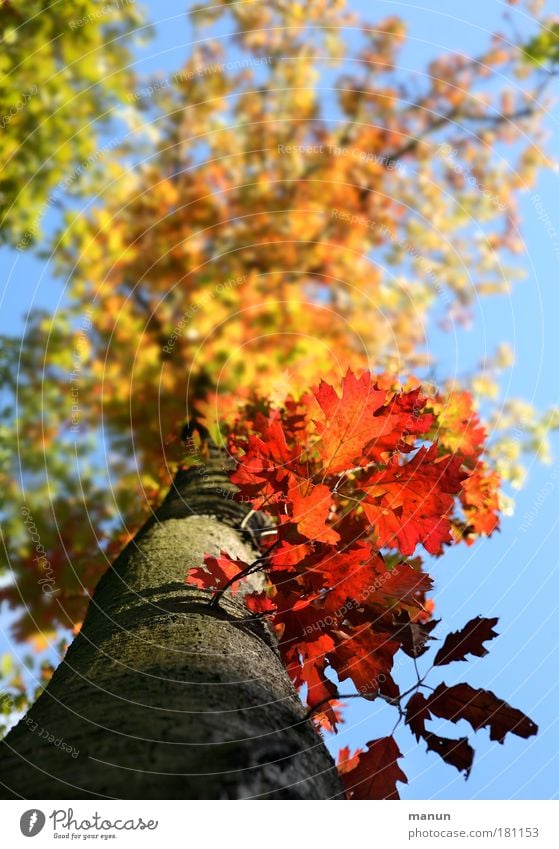 Herbstfeuer I Farbfoto mehrfarbig Außenaufnahme Muster Strukturen & Formen Textfreiraum oben Tag Sonnenlicht Zentralperspektive Natur Himmel Schönes Wetter Baum