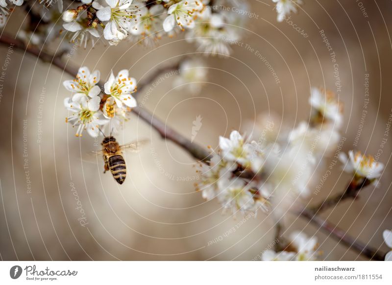 Frühling Umwelt Natur Pflanze Tier Klima Klimawandel Baum Blume Blüte Ast Zweige u. Äste Haustier Biene Insekt 1 Arbeit & Erwerbstätigkeit Blühend Duft springen