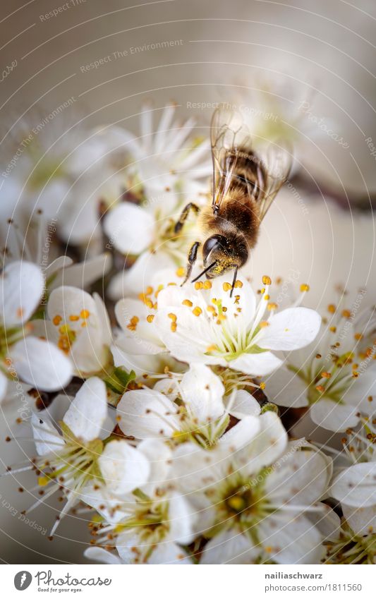 Frühling Umwelt Natur Pflanze Tier Klima Blume Blüte Ast Kirschblüten Apfel Garten Park Wiese Biene Insekt Arbeit & Erwerbstätigkeit Blühend Duft springen