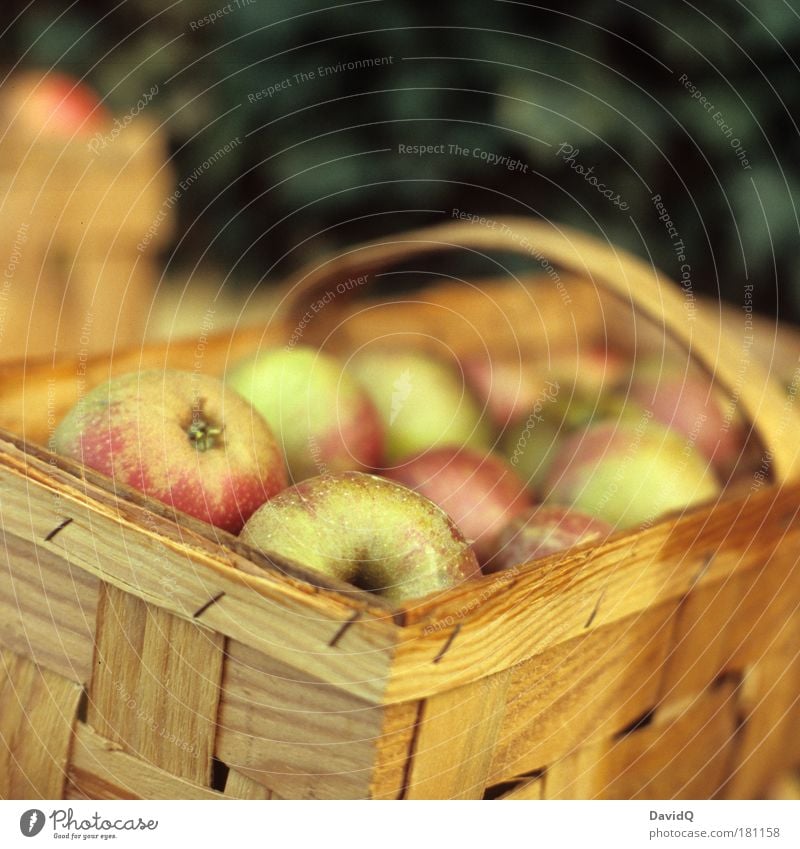Äpfel Farbfoto Außenaufnahme Textfreiraum oben Hintergrund neutral Tag Schwache Tiefenschärfe Lebensmittel Frucht Apfel Ernährung füttern genießen Gesundheit