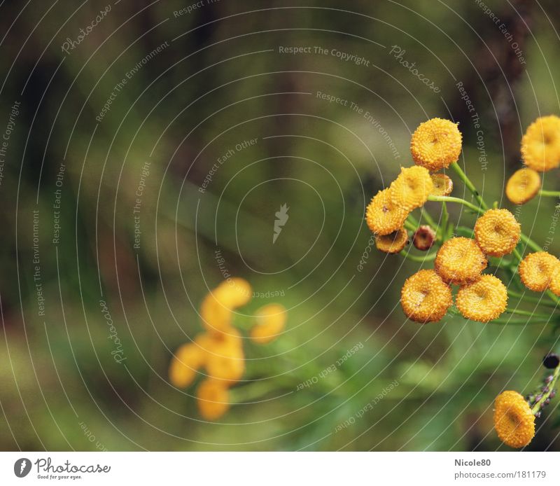 gelb gepunktete Herbstgrüße Umwelt Natur Pflanze Klima Blüte Wermut Farbfoto Gedeckte Farben Außenaufnahme Menschenleer Textfreiraum links Tag