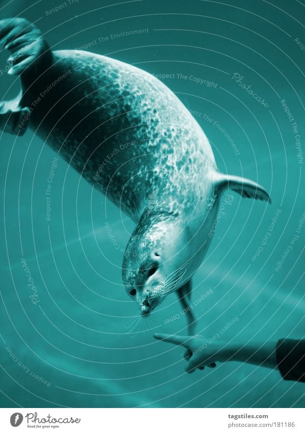 JMD. AN DER NASE HERUMFÜHREN, FEAT.: ROBBN Robben Wasser Nase herumführen an der Nase herumführen blau zeigen Zeigefinger Zucht Aufzuchtstation Meer Meerestier