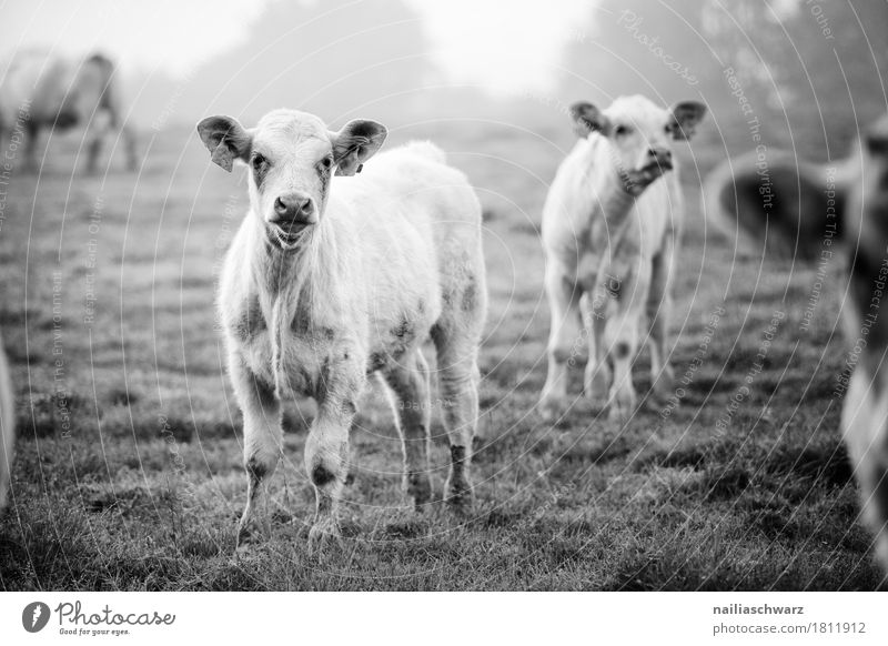 Kälber auf der Weide in Frankreich Sommer Landwirtschaft Forstwirtschaft Umwelt Natur Landschaft Tier Wiese Feld Nutztier Kuh Kalb Rind Tiergruppe Herde