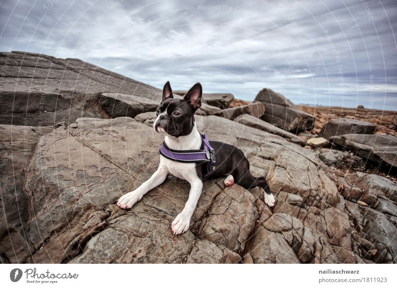 Boston Terrier am Strand Ferien & Urlaub & Reisen Sommer Natur Landschaft Himmel Wolken Felsen Küste Seeufer Meer Atlantik Tier Haustier Hund Bulldogge 1