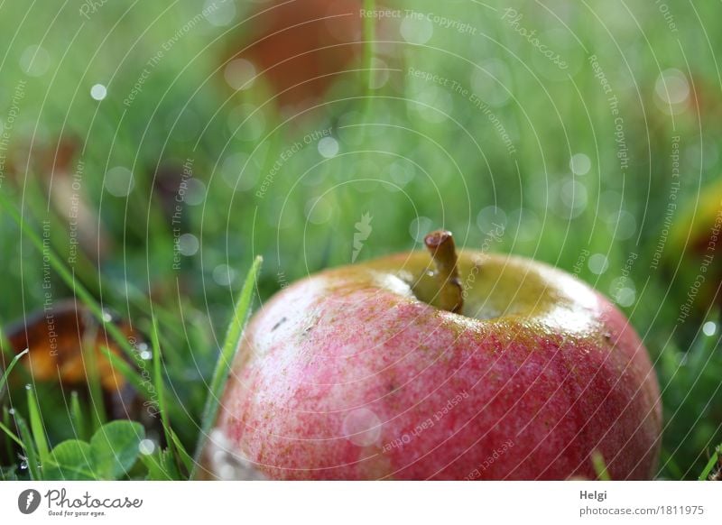 Fallobst II Lebensmittel Apfel Bioprodukte Umwelt Natur Pflanze Herbst Schönes Wetter Gras Blatt Garten glänzend liegen ästhetisch authentisch frisch Gesundheit