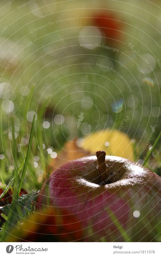 Fallobst... Apfel Bioprodukte Vegetarische Ernährung Umwelt Natur Pflanze Wassertropfen Herbst Schönes Wetter Gras Blatt Garten glänzend leuchten liegen