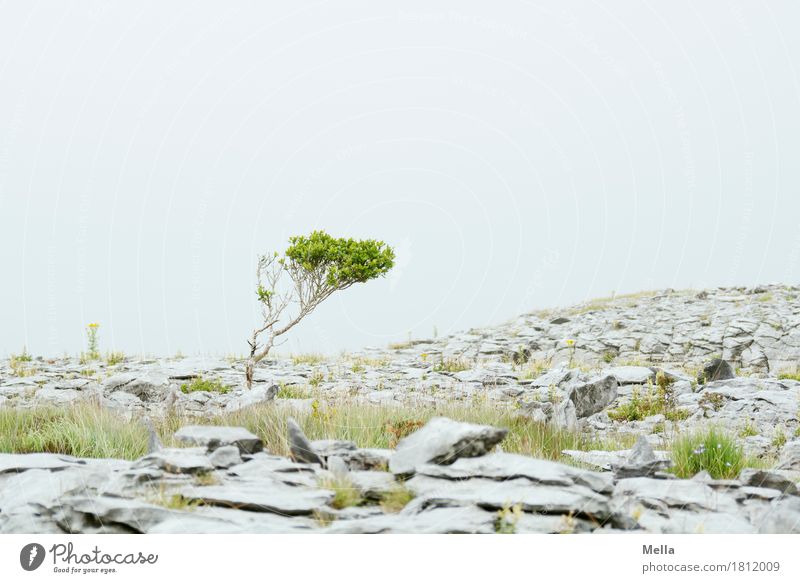 Schräger Typ Umwelt Natur Landschaft Pflanze Erde Baum Sträucher Hügel Burren Karstlandschaft Republik Irland Stein Wachstum natürlich grau steinig Steinplatten