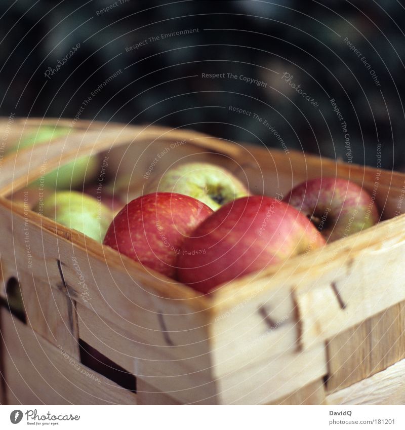 Äpfel Farbfoto Außenaufnahme Textfreiraum oben Hintergrund neutral Tag Schwache Tiefenschärfe Lebensmittel Frucht Apfel Ernährung füttern genießen Gesundheit