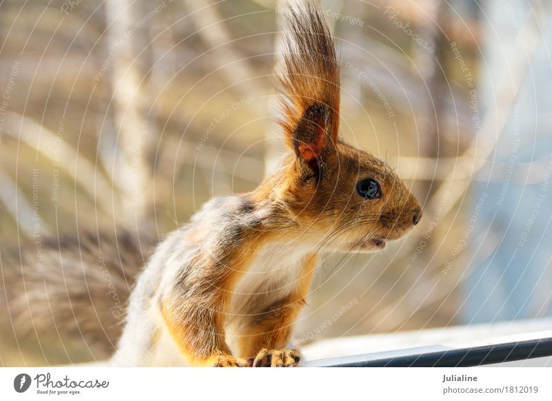 Kleines neugieriges Eichhörnchen, das nach rechts schaut Natur Tier Herbst Pelzmantel wild braun Tierwelt Säugetier fluffig Fenster Nagetiere seltsam