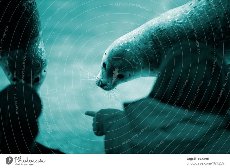 ICH DIESEN UND DU DEN, OK?! Seehund Robben Auswahl wählen Spielen Treffen begegnen Kontakt Kommunikation Meerestier Tier Farbfoto Textfreiraum oben zeigen