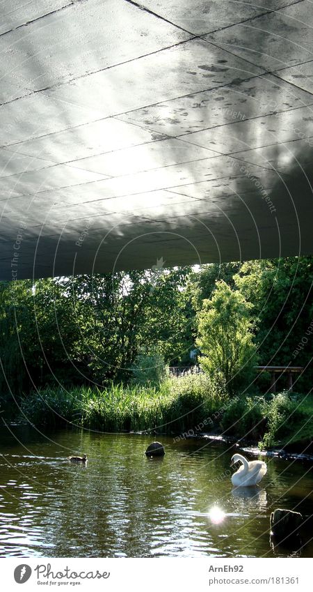 Brückenidylle Farbfoto Außenaufnahme Tag Reflexion & Spiegelung Sonnenlicht Wasser Sommer Schönes Wetter Küste Teich Tier Schwan Ente 2 genießen träumen