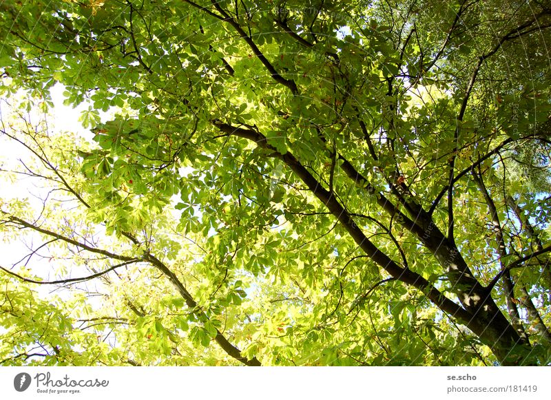 Sommerbaum Farbfoto Außenaufnahme Menschenleer Tag Licht Schatten Sonnenlicht Gegenlicht Weitwinkel Ferien & Urlaub & Reisen Ausflug Natur Himmel Wetter