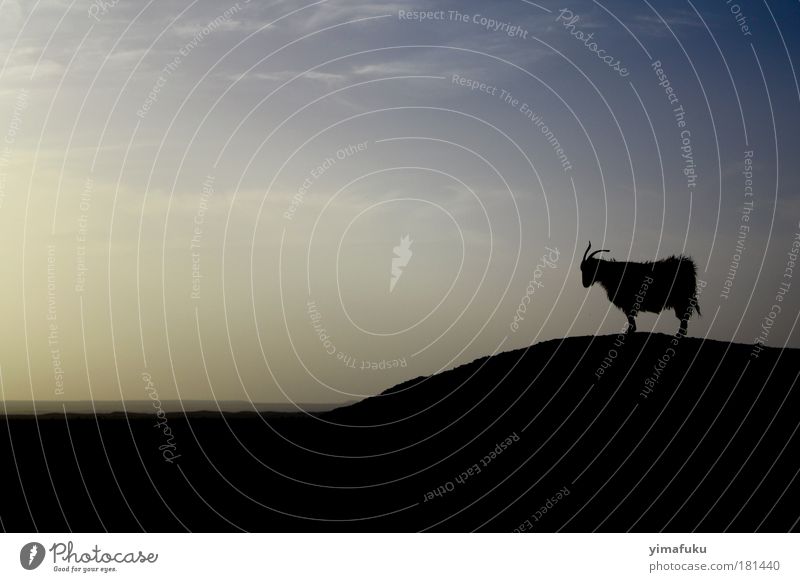 Schwarzes Schaf Außenaufnahme Abend Silhouette Tierporträt Wildtier 1 Gelassenheit Zufriedenheit einzigartig Inspiration Schatten Hügel schwarz blau