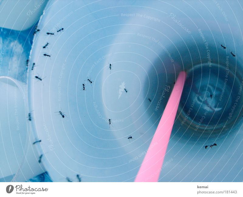 Ameisen im Becher Farbfoto mehrfarbig Außenaufnahme Nahaufnahme Detailaufnahme Makroaufnahme Luftaufnahme Experiment Kontrast Bewegungsunschärfe