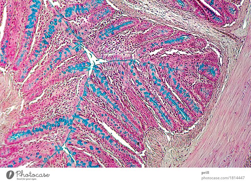 large intestine of a rat Tier blau rot Dickdarm Ratte ausschnitt magen-darm-trakt mikroskopisch wirbeltier zelle Querschnitt scheibe colon innerlich