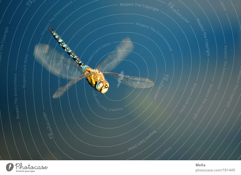 X-Wing Umwelt Natur Tier Teich See Flügel Libelle 1 Bewegung fliegen frei glänzend schön natürlich blau Stimmung Lebensfreude Freiheit Idylle Leichtigkeit