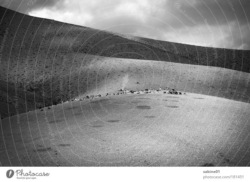 Ziegenherde Schwarzweißfoto Außenaufnahme Menschenleer Textfreiraum unten Tag Licht Schatten Kontrast Totale Ausflug Ferne Berge u. Gebirge wandern