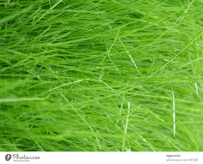 gras Gras saftig grün frisch