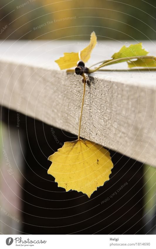 einfach mal abhängen... Umwelt Natur Pflanze Herbst Schönes Wetter Blatt Tisch Holz liegen dehydrieren außergewöhnlich einzigartig klein natürlich braun gelb