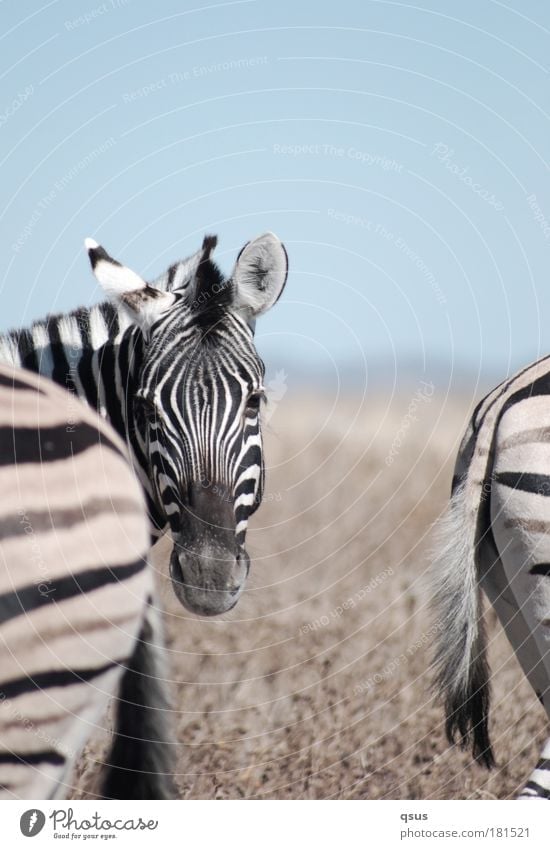 3 Zebras Gedeckte Farben Außenaufnahme Nahaufnahme Textfreiraum unten Unschärfe Tierporträt Vorderansicht Rückansicht Blick in die Kamera Natur Dürre Wildtier