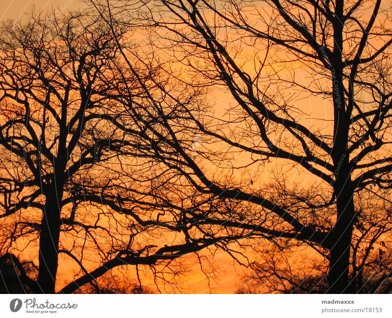 Abendsonne spät Baum rot Stimmung