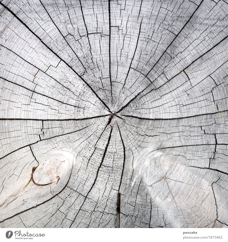 von der sonne verwöhnt Natur Pflanze Baum Holz natürlich Sauberkeit trocken grau Baumscheibe Riss Jahresringe ausgebleicht Gedeckte Farben Außenaufnahme