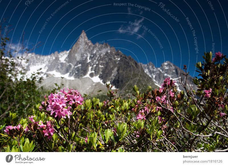 alpine rose Ferien & Urlaub & Reisen Sommer Natur Pflanze Luft Schönes Wetter Rose Felsen Alpen Berge u. Gebirge Gipfel rosa mountain Chamonix vallee Alpenrose