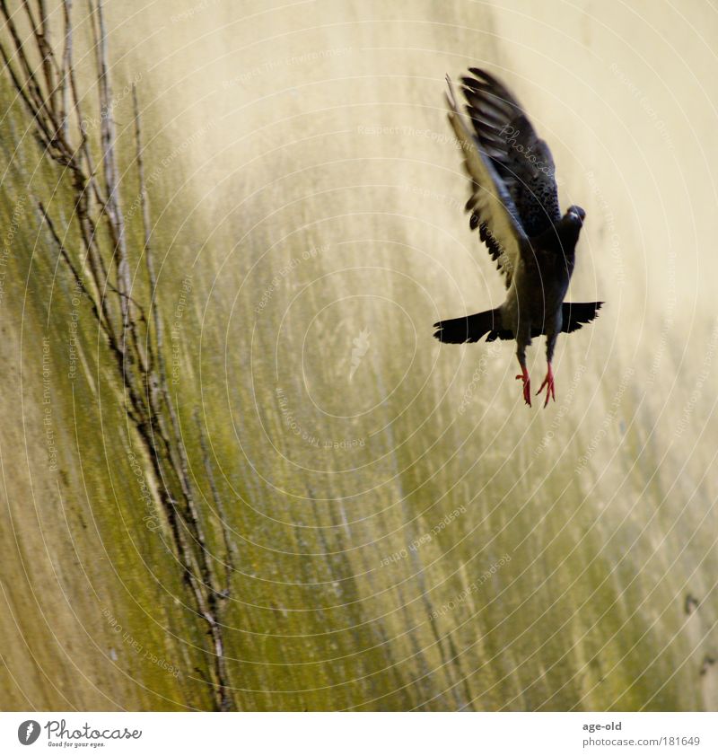 Freier Fall Umwelt Tier Luft Sommer schlechtes Wetter Wind Wildtier Vogel Taube Flügel 1 Bewegung fallen fliegen ästhetisch Coolness Geschwindigkeit anstrengen