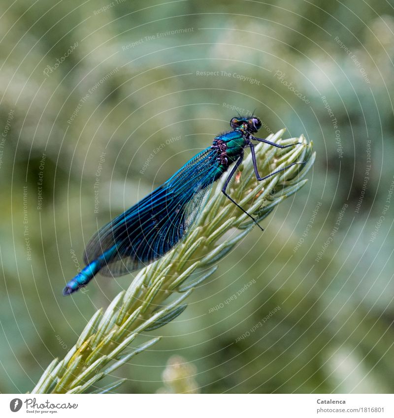 Landepause Pflanze Tier Sommer Tannenzweig Seeufer Insekt Blauflügel-Prachtlibelle 1 fliegen elegant glänzend blau grün achtsam ästhetisch Erholung Umwelt