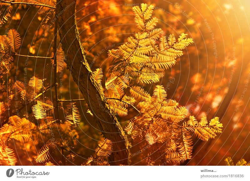 Sumpfzypresse im Herbst Natur Pflanze Baum Zypresse Taxodiaceae Taxodium distichum herbstlich Herbstfärbung Wärme orange Farbfoto Außenaufnahme Gegenlicht