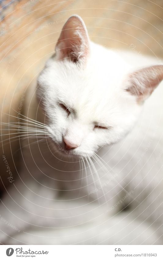 Gino Haustier Katze 1 Tier Erholung weiß ruhig Müdigkeit Schnurren schlafen Farbfoto Tierporträt Schnurrhaar weich Schwache Tiefenschärfe Katzenkopf Katzenohr