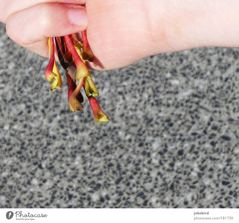Blätter sammeln Haut Hand Finger Fingernagel Gelenk Unterarm Stengel Unterblatt Blattgrund Stein rot Sammlung Blumenstrauß Herbst Herbstlaub Schönes Wetter