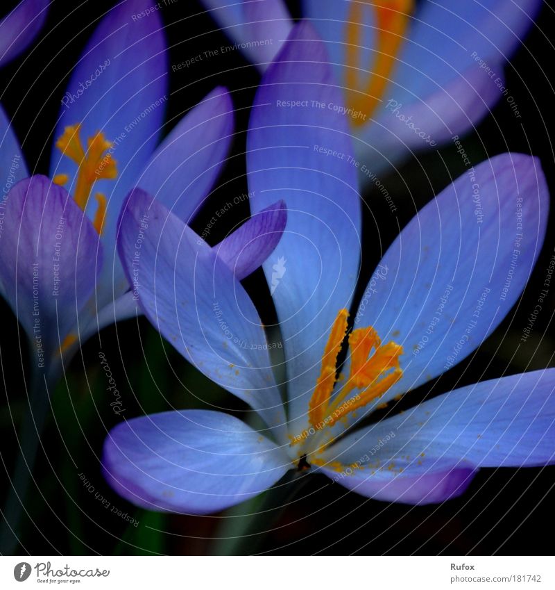 Blaue Welten im alltags ... Farbfoto Außenaufnahme Makroaufnahme Menschenleer Schatten Kontrast Gärtner Umwelt Natur Pflanze Frühling Sommer Blüte Grünpflanze