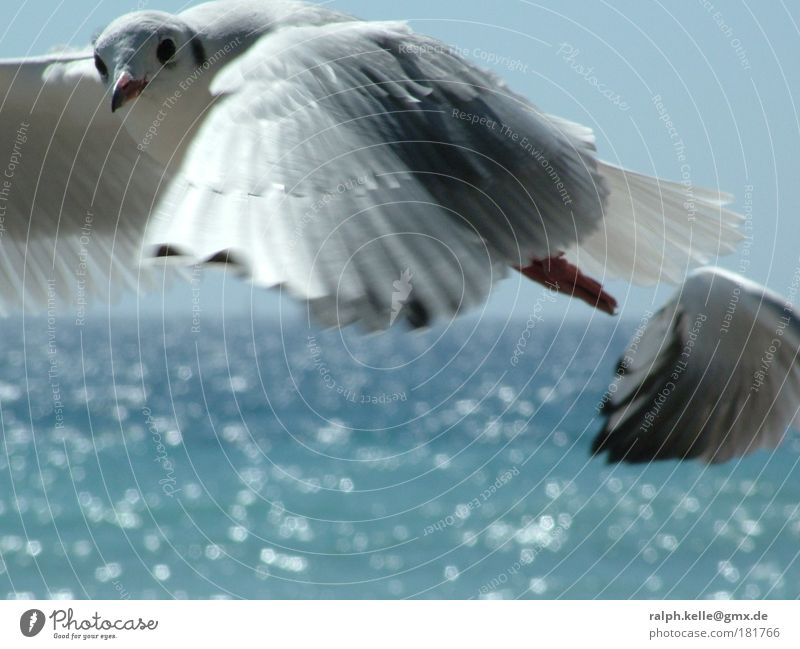 Möve Farbfoto Außenaufnahme Nahaufnahme Menschenleer Textfreiraum unten Tag Bewegungsunschärfe Zentralperspektive Tierporträt Blick in die Kamera Wildtier Vogel
