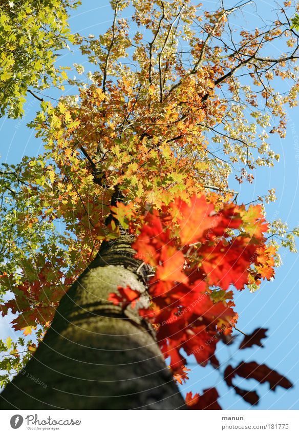 Herbstfeuer II Farbfoto mehrfarbig Außenaufnahme Tag Licht Schatten Kontrast Sonnenlicht Zentralperspektive Totale Sinnesorgane Natur Himmel Schönes Wetter Baum