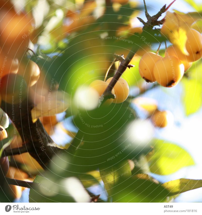 Zierapfel Farbfoto mehrfarbig Außenaufnahme Menschenleer Unschärfe Umwelt Natur Sonne Frühling Sommer Herbst Schönes Wetter Pflanze Blatt Grünpflanze Garten