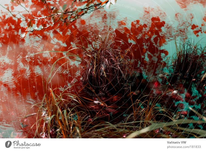 Blut verspiegeltes Wasserflecken Natur Chaos Farbfoto mehrfarbig Außenaufnahme Experiment abstrakt Menschenleer Tag Kontrast Reflexion & Spiegelung
