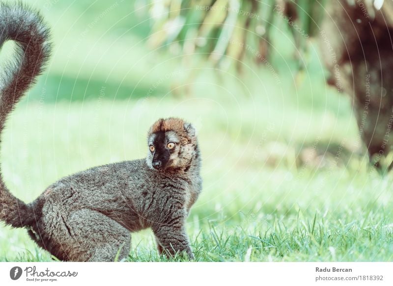 Lemur-Porträt auf Madagaskar-Insel Gesicht Zoo Umwelt Natur Tier Sommer Park Wald Wildtier Tiergesicht 1 lustig niedlich wild grün schwarz Tierwelt